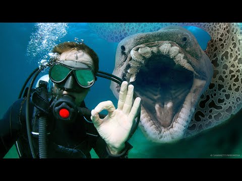 Video: Mungkinkah ada monster laut?