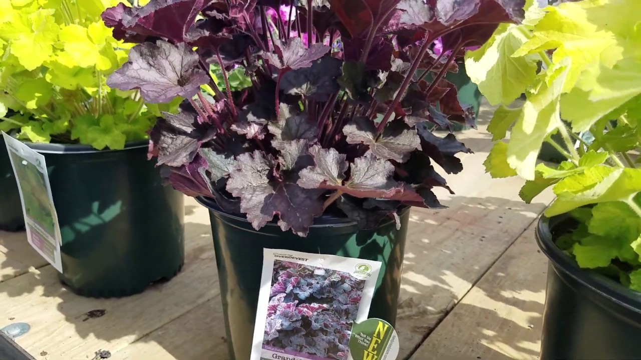 Heuchera Grande™ Black (Coralbells / Alum Root)