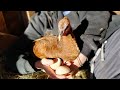 Helping a broody turkey hen to succeed hopefully