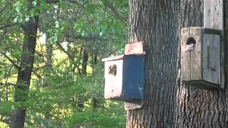 BABY-SQUIRRELS.AVI