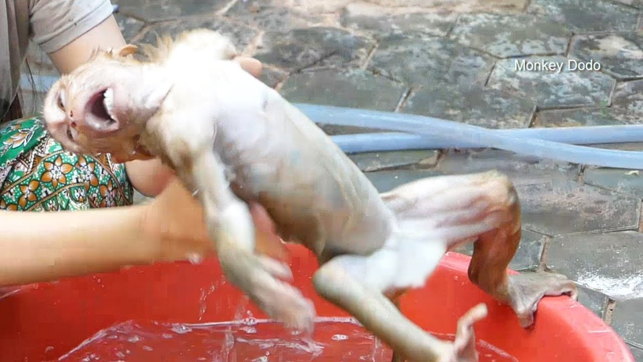 Monkey Dodo | Prince Dodo Cry Don't Like Shampoo