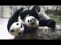 Playful skirmish with Mei &amp; Qi Ji escalates into an epic panda rumble tumble down hills!🐼🥊💫💕