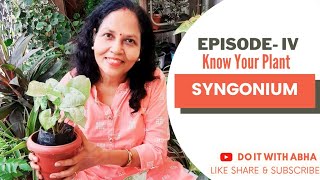 Know Your Plant 🌱 : Episode 04 : Syngonium Plant II #OrnamentalPlant II #Indoor Plant