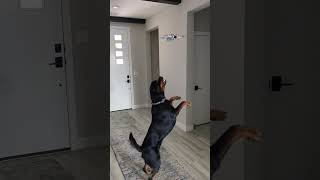 Rottweiler got my drone #dog #dogs #funny #funnydog #rottweiler #dogtricks #drone #djidrone #animals