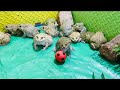 Frog play football mr frog why you screaming  frog sounds