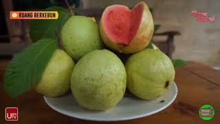 Budidaya Jambu Biji Merah - Manisnya Peluang Bisnis (RUANG TRAMPIL)