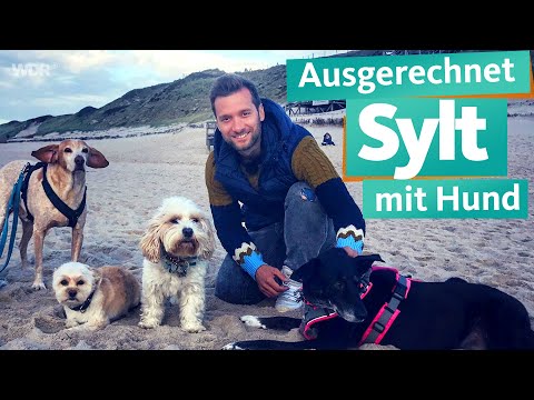 Video: 5 einfache Eis Rezepte, die Sie und Ihr Hund teilen können