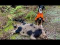 Pig Hunting New Zealand With Big Game Indicating Dogs