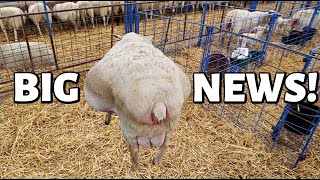 BIG MAMA IS IN LABOUR!! 😱(how many lambs were there?!!!) | Spring Lambing 2021 | Vlog 432