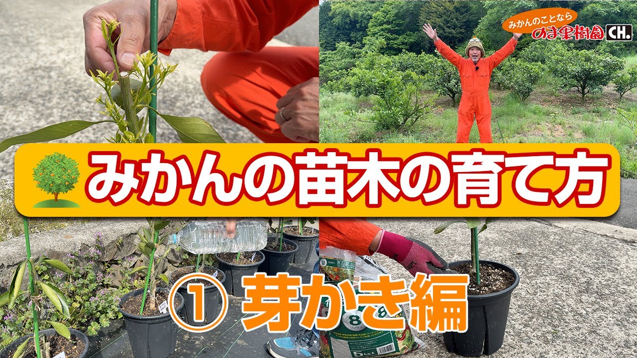 Growing mandarin oranges at home] How to grow mandarin orange