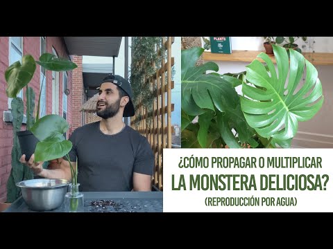 Video: Reproducción De Monstera: ¿cómo Propagar Una Flor En Casa Con Una Hoja Y Raíces Aéreas? ¿Cómo Propagarse Por Esquejes? ¿Cómo Plantar Un Monstruo?