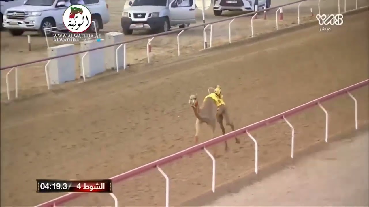 جديد وحصري هجن الذروه -كلمات المعنا -اداء المنشد مسفر السندوانه