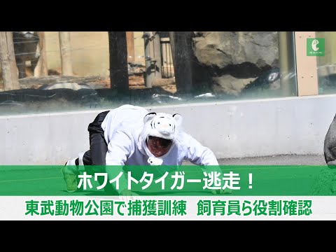 ホワイトタイガー逃走！東武動物公園で捕獲訓練