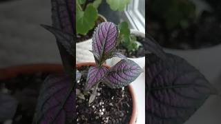 Комнатные растения#shorts