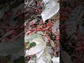 Bonito cafetal maduro #cafe #plantas #sabiadocampo #agricultura #campomexicano #frutas #naturaleza