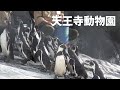 打ち寄せる大阪のペンギン