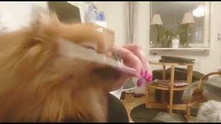 Pomeranian and tasty meatsnack by Vickynga 2 views 1 year ago 32 seconds