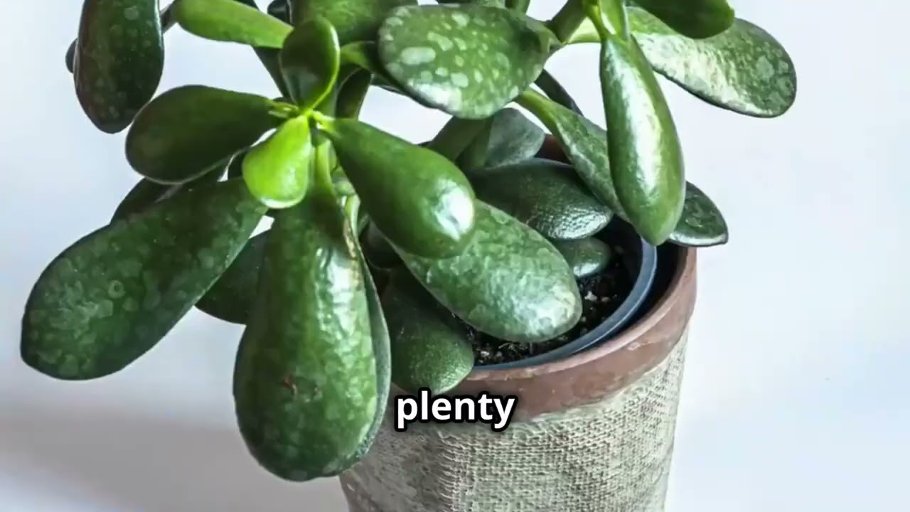 Chinese New Year Must-Have! How to Create a ‘Wealth Garden’ for Prosperity, Luck, and Good Vibes!