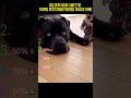 Golden Hour Sweetie Turns into Unbothered Chaos King #dog #funny #pets #cutedog #doggielife