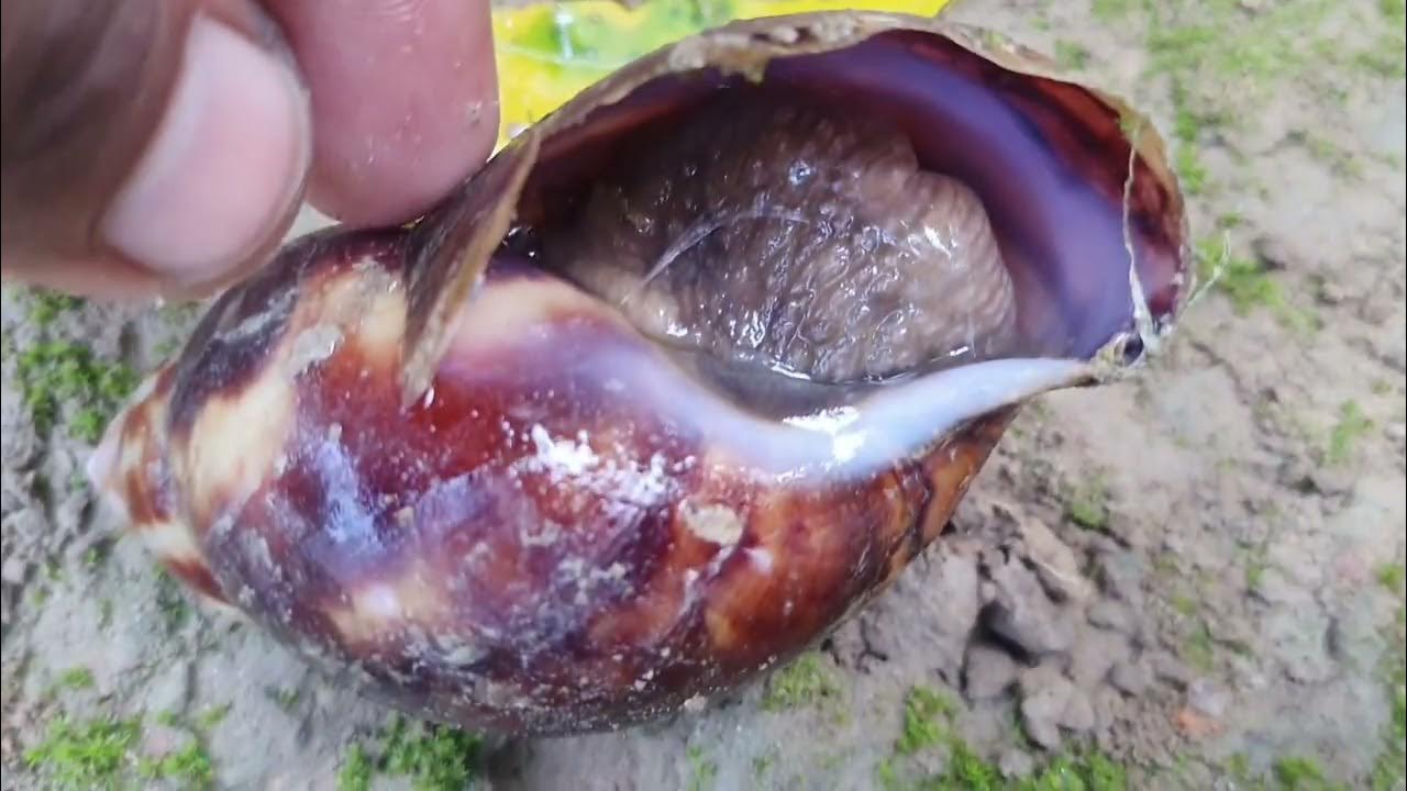 जिंदा शंख घोंघा snail live Snail shell Live education Snail video phylum mollusca