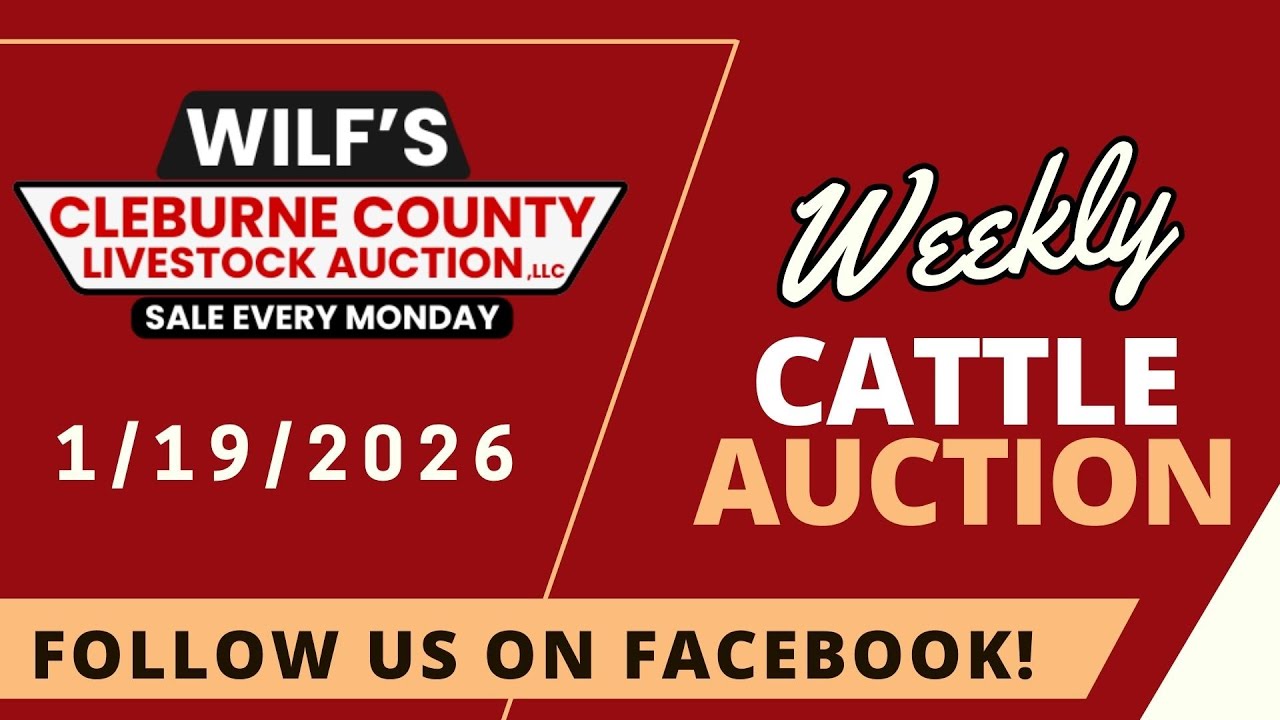 1/19/2026 - Cattle Auction - Wilf's Cleburne County Livestock Auction