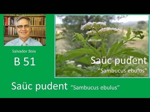 Vídeo: Herbàcies De Saüc