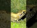 Screaming Baby Frog Frog Baby Animals Viral Shorts 