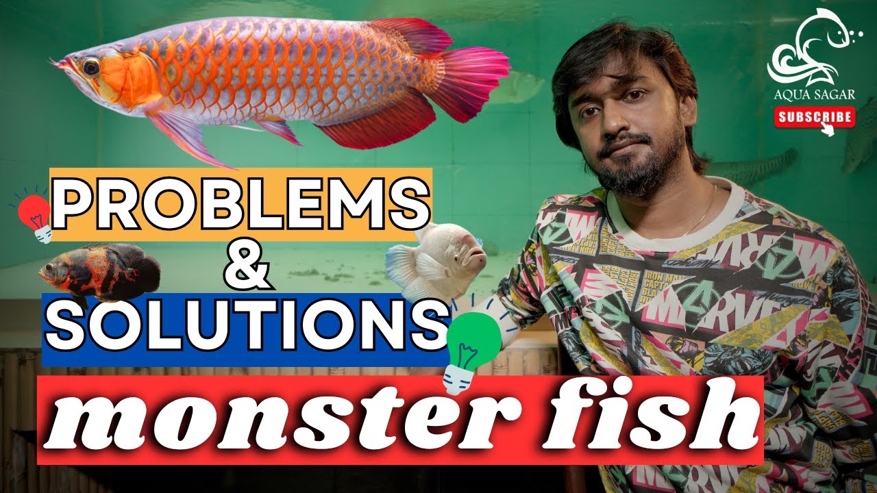 Monster Fish Keeping: Problems, Diseases & Solutions Explained ...
