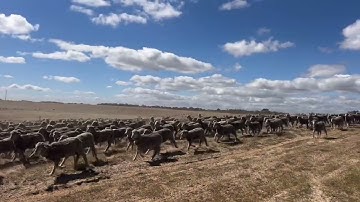 Anthony Uren, Adelaide Office