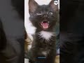 Cat/ Billi 😺 #cat #cats #catvideos #catshorts #catlovers #command #catmemes #catlife #factscollab