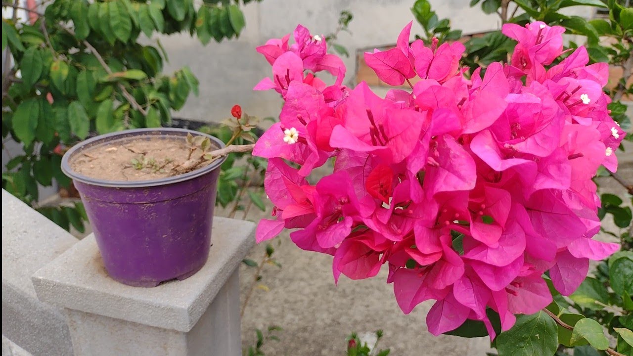 talea bouganville in 4 tecniche