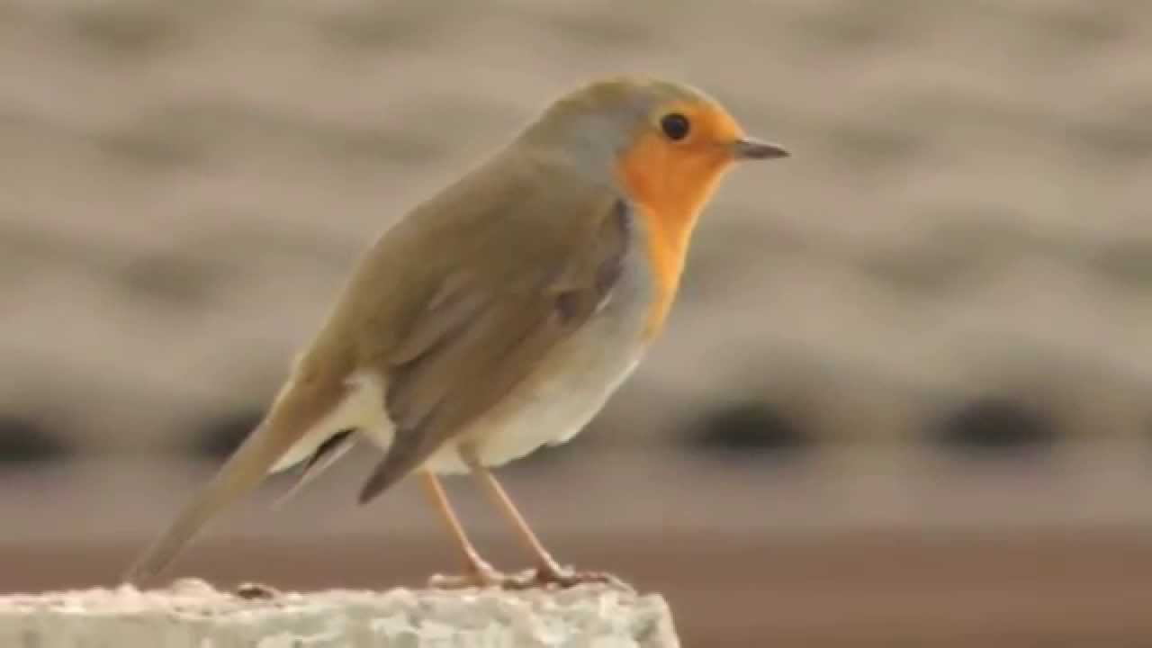 European Robin ,Pettirosso (Erithacus rubecula) 