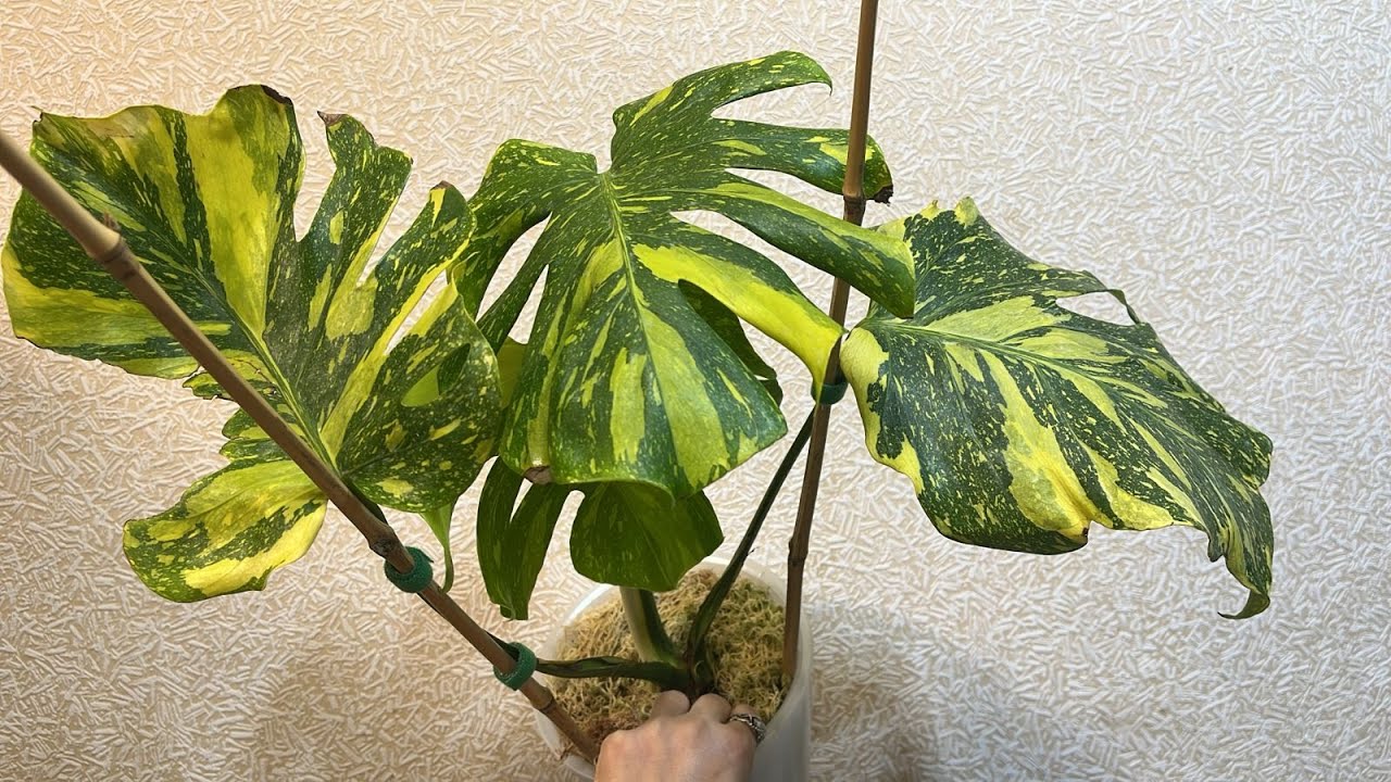 Распаковка Монстера Electro Light из Тайланда от ByuThai