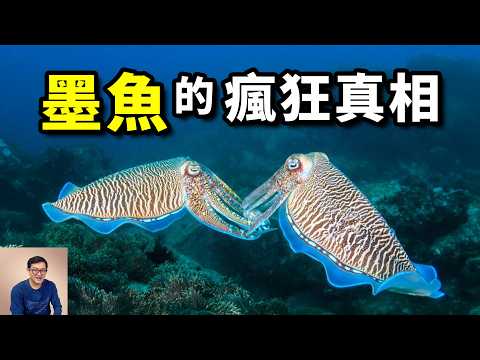 The most interesting facts about cuttlefish.A cephalopod more intelligent than an octopus?