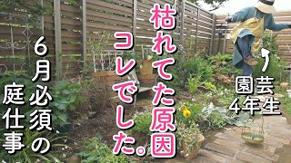 【梅雨対策】大事な宿根草が夏に消えていた原因が見つかりました｜お庭リセット｜6月の庭仕事｜小さな庭のガーデニング