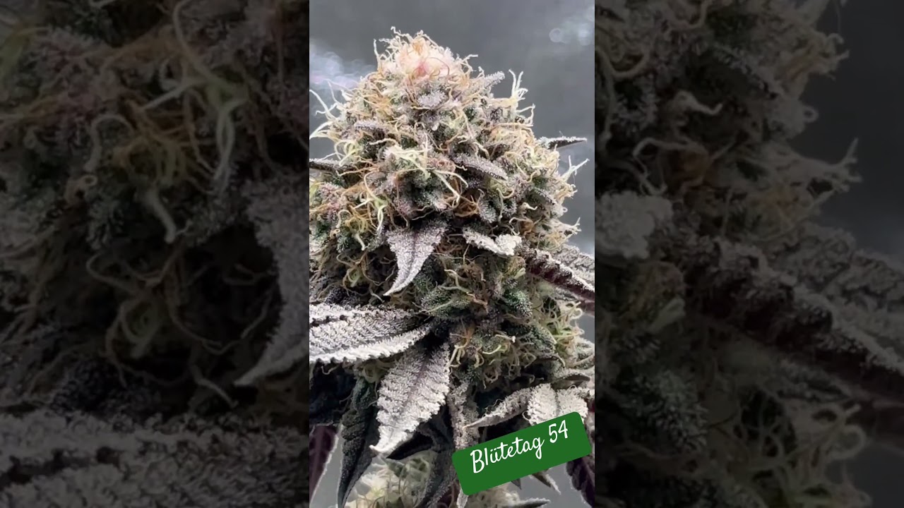 Blütetag 54 Gelato 44 Royalqueenseeds 