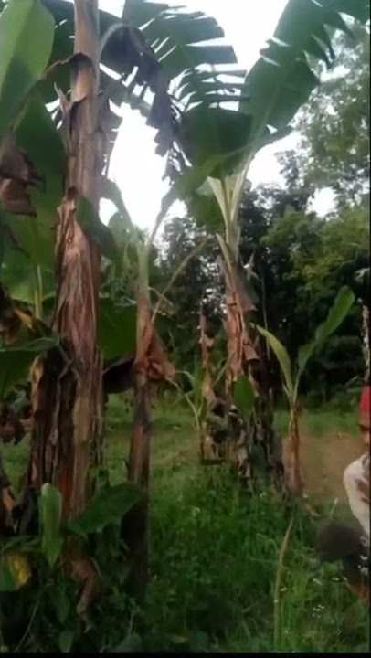 ilmu sir gunting ternyata masih bisa di kuasai #short