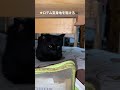 @#黒猫#ロデム#ブログ★肥えた黒猫バビル二世のロデム(20220725-2)