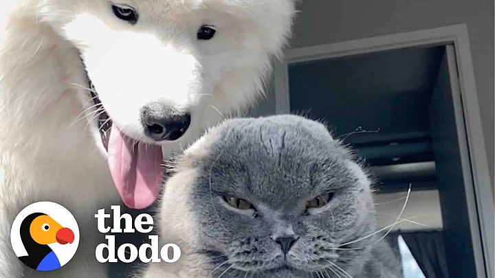 Dog Tries For Two Years To Win This Cat Over | The Dodo Odd Couples - DayDayNews