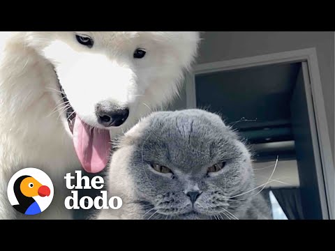 Dog Tries For