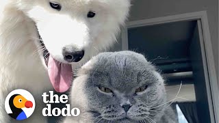 Dog Tries For Two Years To Win This Cat Over The Dodo Odd Couples