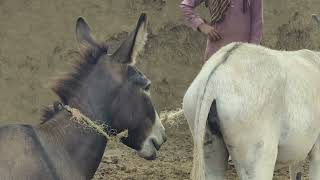 Wow Nw Amazing Discovery Farm2 August 2023