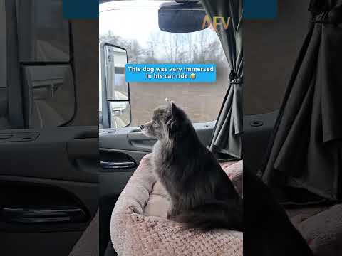 POV: You're a dog on a road trip #pets #shorts #funny