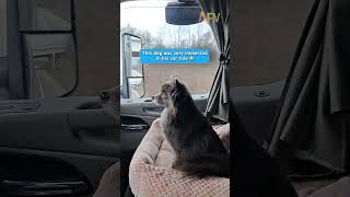 POV: You're a dog on a road trip #pets #shorts #funny