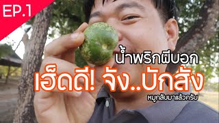 เซียนหมู กินไม้ผลและใบไม้กับน้ำพริกผีบอก