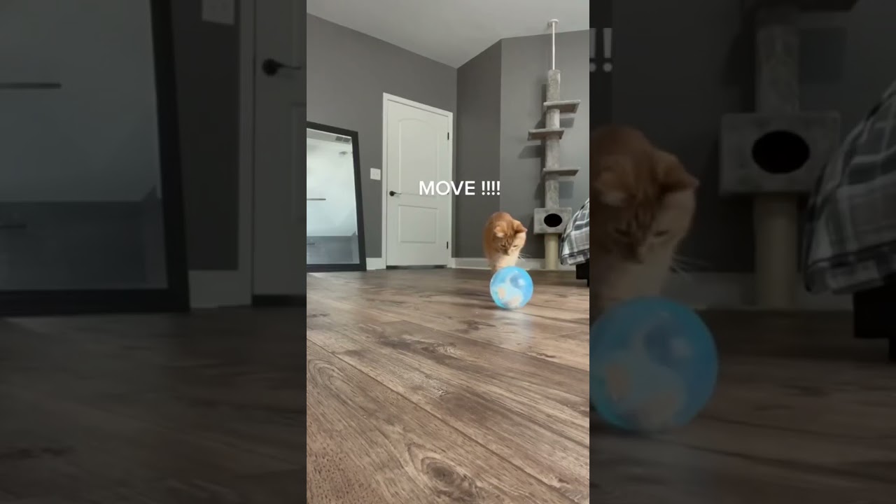 Leaving My Cat With A Hamster