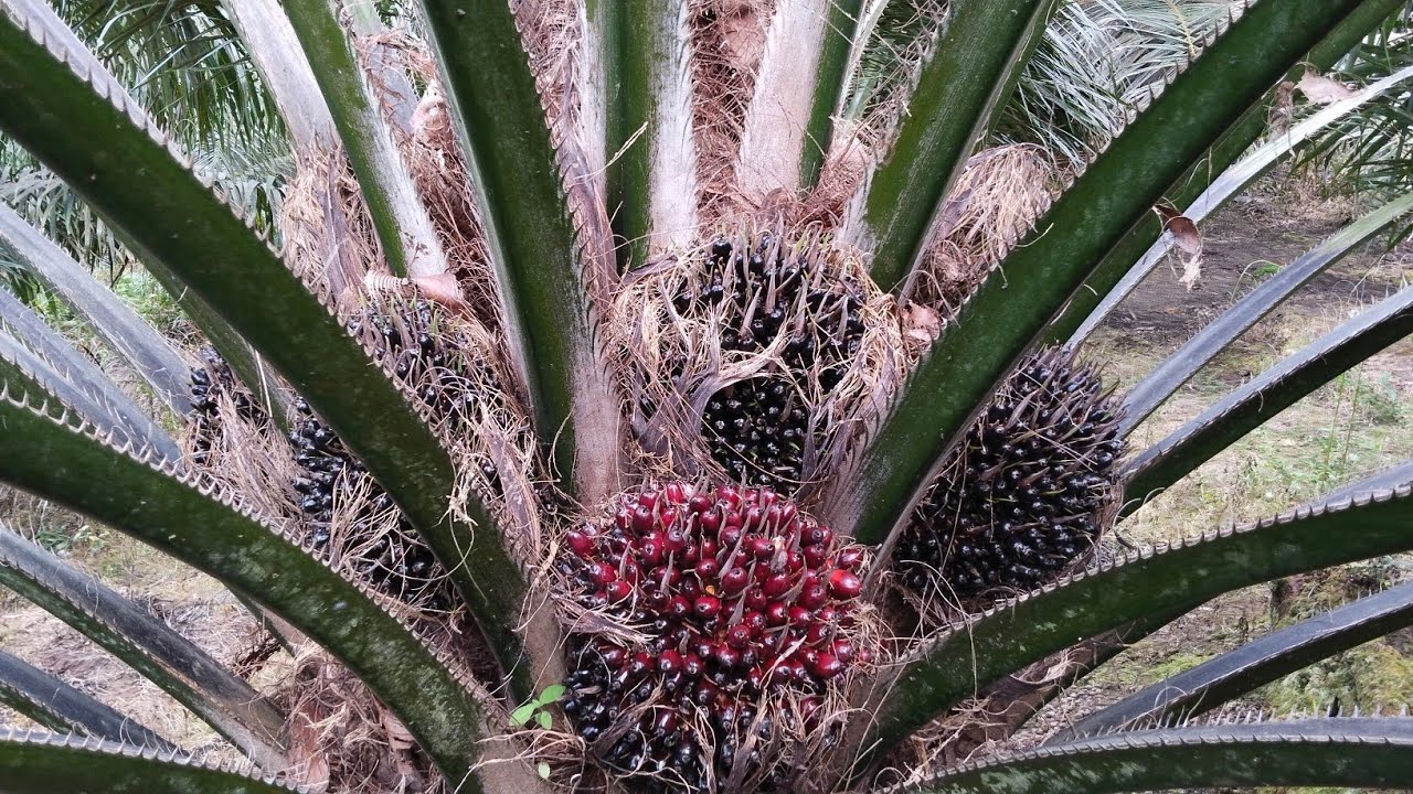 melihat kondisi sawit PT | varietas socfindo buah nya sungguh luar biasa