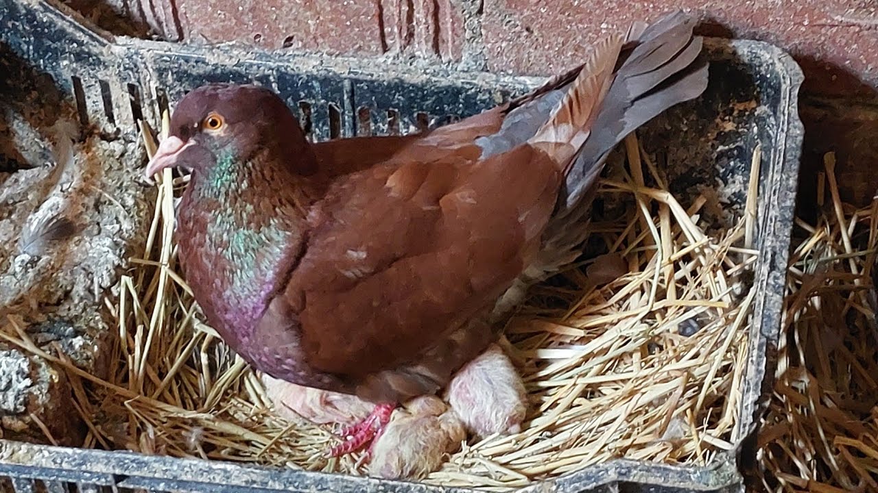 الشاطره تجيب وتربى وتعمر اتفاجأت بكل عشوش الحمام فقست كل الزغاليل فى نفس اللحظه أحمدك يارررب