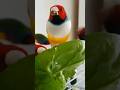 Gouldian finches breeding farmula #gouldianfinch #gouldian #shorts