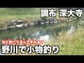 調布 野川で小物釣り micro fishing